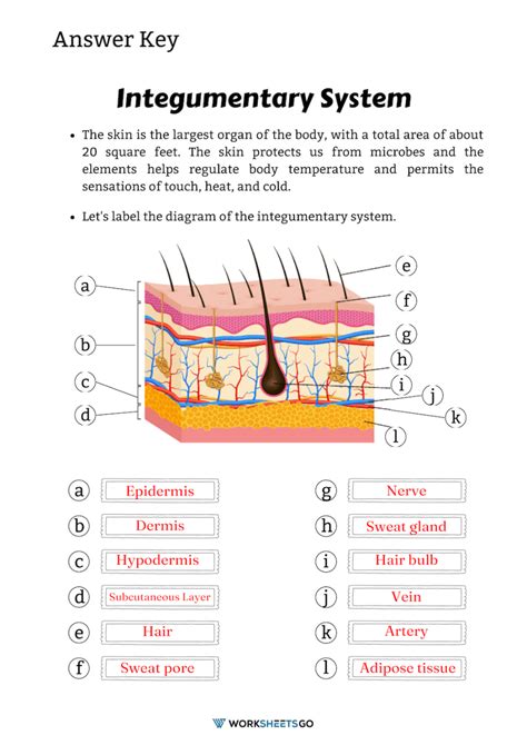 integumentary system worksheet answers quizlet